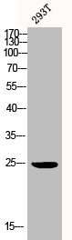 BCAP31 Antibody