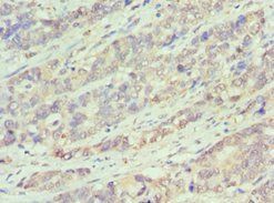 BCL10 Antibody