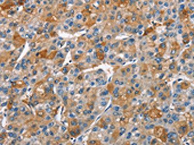 BCL10 Antibody