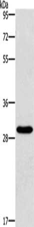 BCL10 Antibody