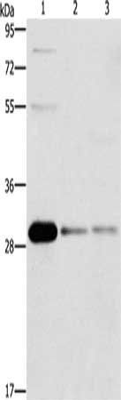 BCL10 Antibody