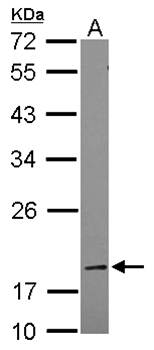 BCL2L1 antibody