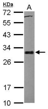 BCL2L1 antibody