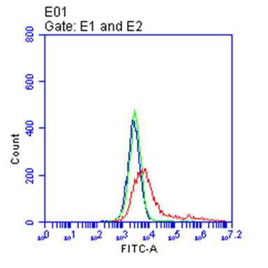 BCMA Antibody