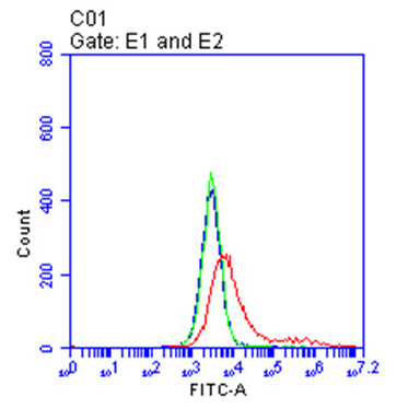 BCMA Antibody