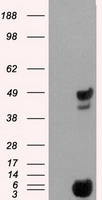 BCMA Antibody