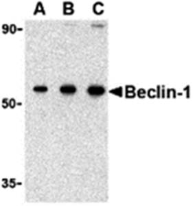 Beclin Antibody