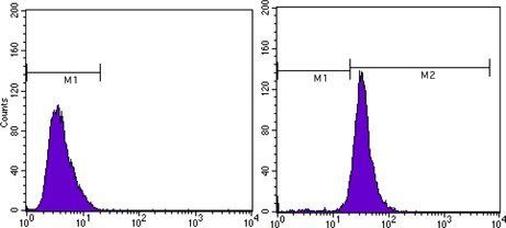 beta-Actin