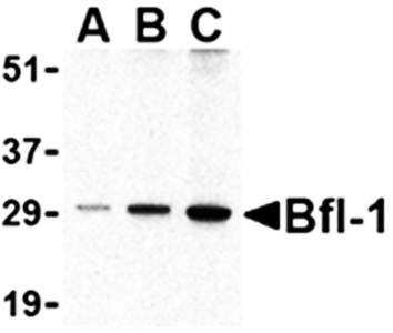 Bfl Antibody
