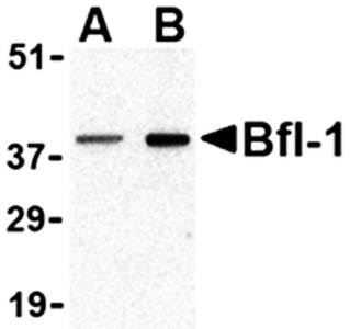 Bfl Antibody