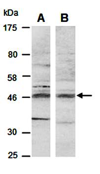 BHLHE40 (N) Antibody, Rabbit Polyclonal