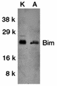 Bim Antibody