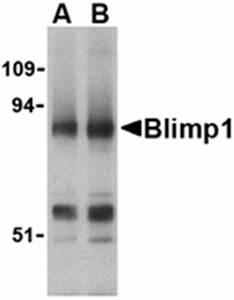 Blimp Antibody