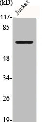 BMP2 Antibody
