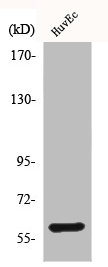 BMP2 Antibody