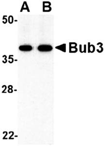 Bub3 Antibody