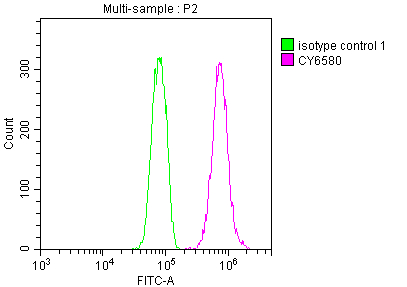 E2F1 Recombinant Monoclonal Antibody