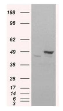Flotillin 1 Antibody