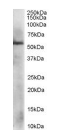 PDIA3/ERp57/GRP58 Antibody