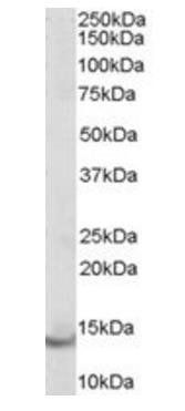 Goat anti-Parvalbumin Antibody