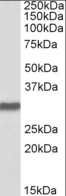 OCT4/POU5F1 Antibody