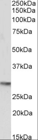 OCT4/POU5F1 Antibody