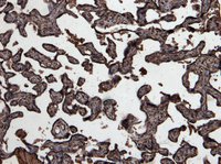 Goat anti-GDF15 Antibody