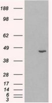 Goat anti-HSD3B1 Antibody