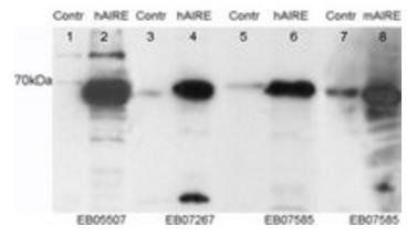 AIRE Antibody