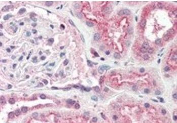 Ogg1 (mouse) Antibody