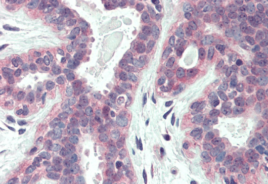 XBP1/TREB5 Antibody