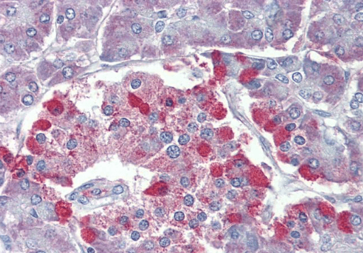 TRPM2 Antibody