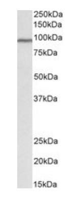 Cullin 3 Antibody
