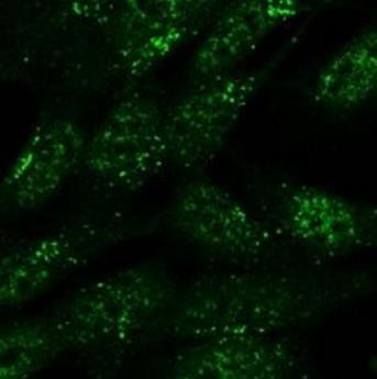 SNX1 Antibody