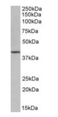 OCT4/POU5F1 (mouse) Antibody