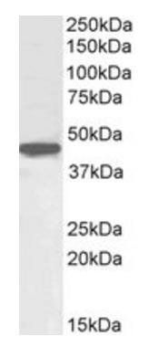 OCT4/POU5F1 (mouse) Antibody