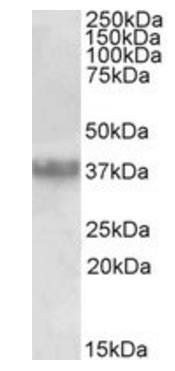 Goat anti-Clusterin / APOJ (aa44-58) Antibody