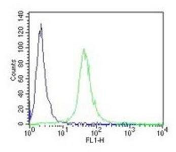 CD34-T Antibody