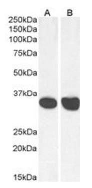 Goat anti-MDH2 (aa221-232) Antibody