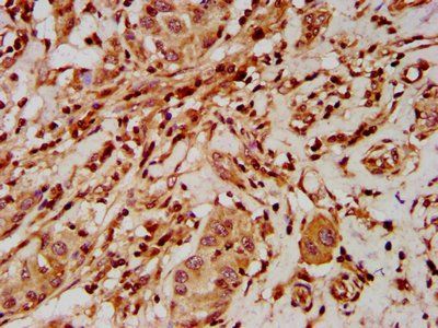 ELP2 Antibody