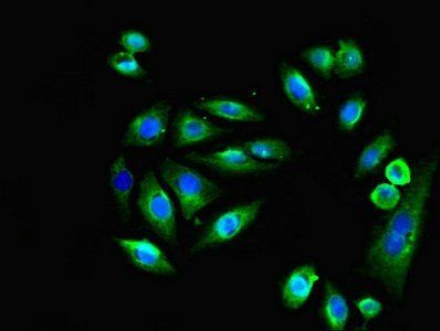 EMP1 Antibody
