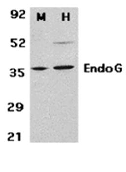 EndoG Antibody