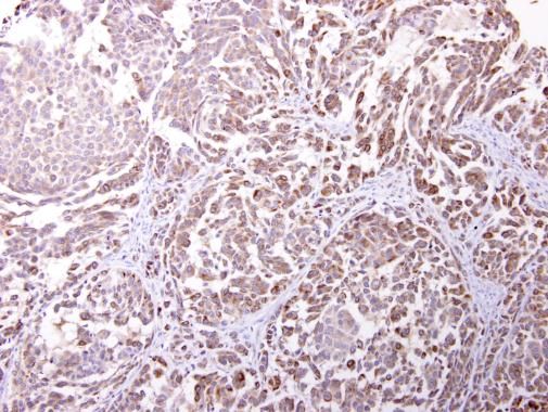 Endomucin antibody [N1C2]