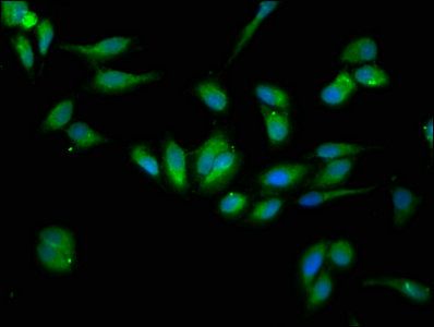 HSP90B1 Antibody