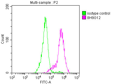 ENO1 Monoclonal Antibody