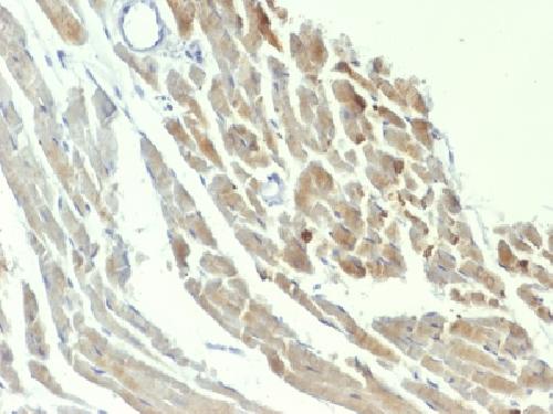 NSE gamma (Neuron Specific Enolase, gamma) (Neuroendocrine Marker) Antibody