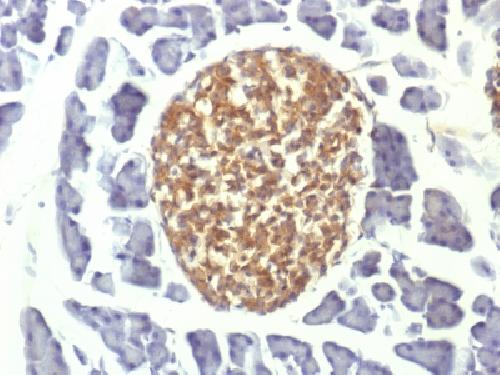 NSE gamma (Neuron Specific Enolase, gamma) (Neuroendocrine Marker) Antibody