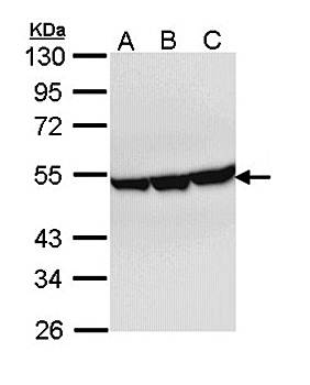 Enolase 3 antibody