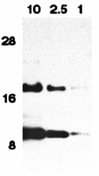 Eotaxin Antibody