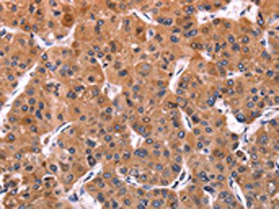 ERP29 Antibody